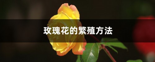 玫瑰花的繁殖方法