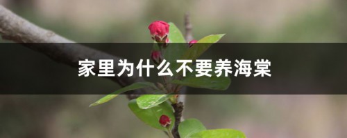 家里为什么不要养海棠