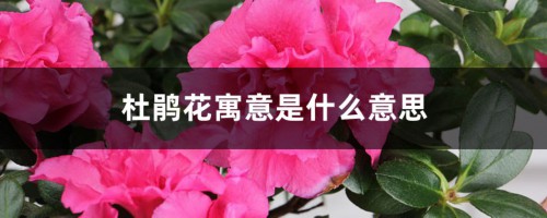 杜鹃花寓意是什么意思