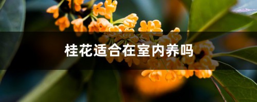 桂花适合在室内养吗