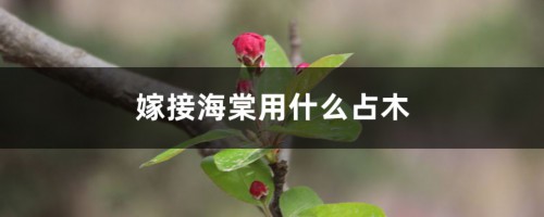 嫁接海棠用什么砧木