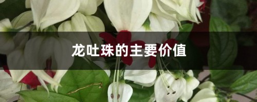 龙吐珠的主要价值