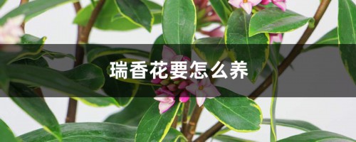 瑞香花要怎么养