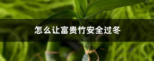 怎么让富贵竹安全过冬，冻伤了怎么办