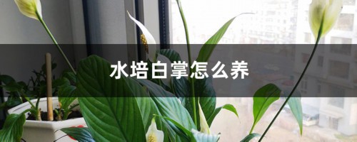 水培白掌怎么养