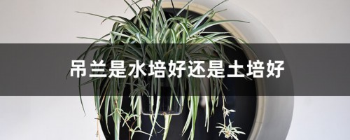 吊兰是水培好还是土培好