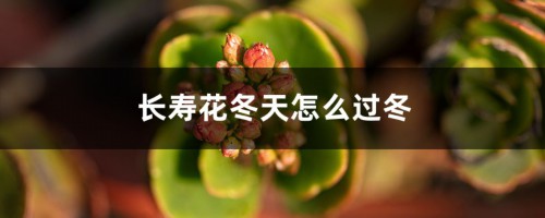 长寿花冬天怎么过冬，可以上肥吗