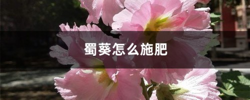 蜀葵怎么施肥