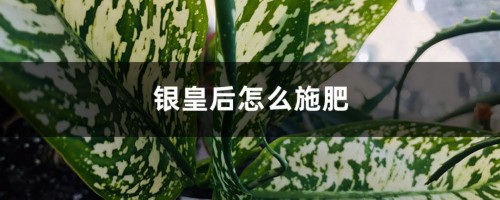 银皇后怎么施肥