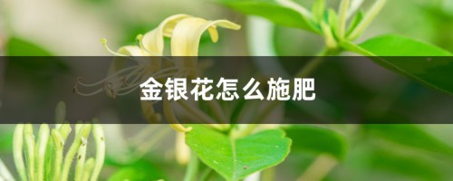 金银花施肥方法大全！