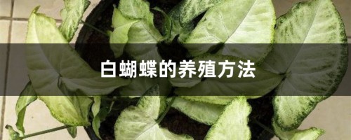 白蝴蝶的养殖方法